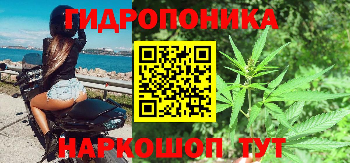 Конопля сатива Людиново